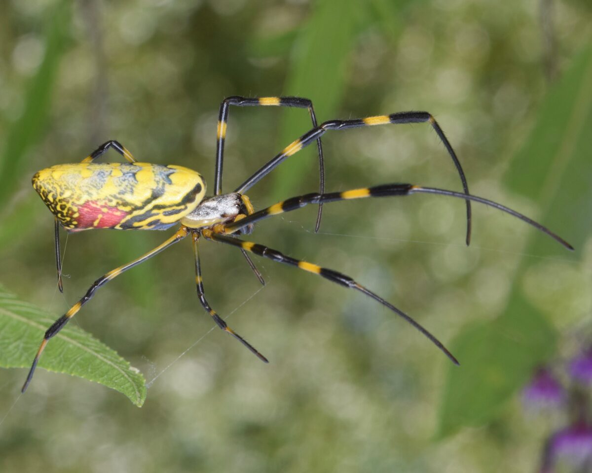 The Joro Spider – Can Joro Spiders fly? An In-Depth Look